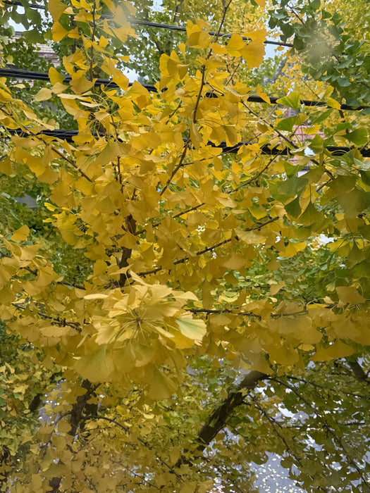 Elegant 1960's Vanilla Soutache & Lace Cocktail Dress / M