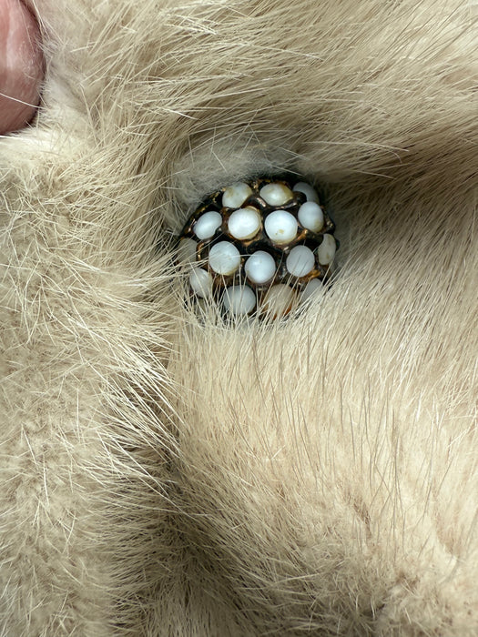 Layaway Final: Exquisite 1960’s Platinum Blond Mink Jacket With Opalescent Buttons / M